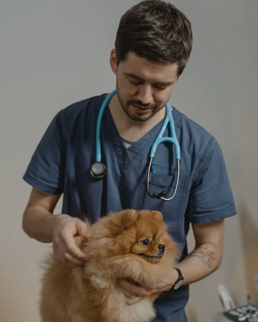 A vet gently checking a fluffy Pomeranian